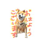 柴犬リトル（個別スタンプ：1）