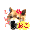 柴犬リトル（個別スタンプ：2）