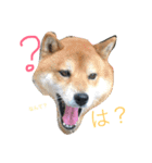 柴犬リトル（個別スタンプ：3）