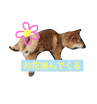 柴犬リトル（個別スタンプ：4）