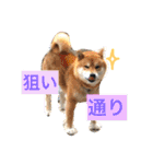柴犬リトル（個別スタンプ：5）