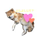 柴犬リトル（個別スタンプ：6）