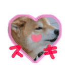 柴犬リトル（個別スタンプ：8）