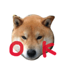柴犬リトル（個別スタンプ：9）