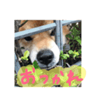 柴犬リトル（個別スタンプ：11）
