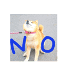 柴犬リトル（個別スタンプ：12）