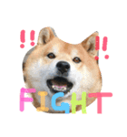 柴犬リトル（個別スタンプ：13）