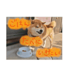 柴犬リトル（個別スタンプ：14）