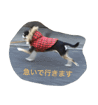 Doberman Fu chihuahua momotaro（個別スタンプ：13）