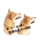 shibainu QAQ（個別スタンプ：2）