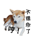 shibainu QAQ（個別スタンプ：7）