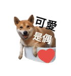 shibainu QAQ（個別スタンプ：9）