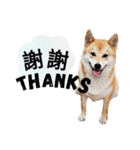 shibainu QAQ（個別スタンプ：14）