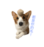 Corgi DoDo Cute emoticons（個別スタンプ：1）