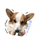 Corgi DoDo Cute emoticons（個別スタンプ：2）