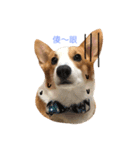 Corgi DoDo Cute emoticons（個別スタンプ：4）