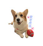 Corgi DoDo Cute emoticons（個別スタンプ：8）