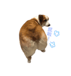 Corgi DoDo Cute emoticons（個別スタンプ：10）