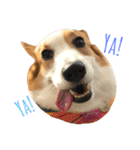 Corgi DoDo Cute emoticons（個別スタンプ：11）