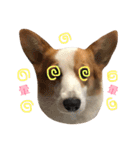 Corgi DoDo Cute emoticons（個別スタンプ：12）