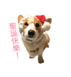 Corgi DoDo Cute emoticons（個別スタンプ：13）