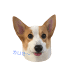 Corgi DoDo Cute emoticons（個別スタンプ：19）