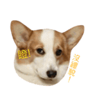 Corgi DoDo Cute emoticons（個別スタンプ：20）