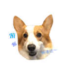 Corgi DoDo Cute emoticons（個別スタンプ：21）