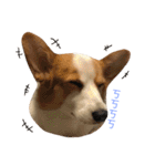 Corgi DoDo Cute emoticons（個別スタンプ：22）