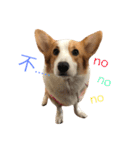 Corgi DoDo Cute emoticons（個別スタンプ：24）