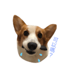 Corgi DoDo Cute emoticons（個別スタンプ：26）