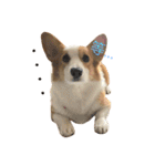 Corgi DoDo Cute emoticons（個別スタンプ：27）