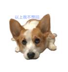 Corgi DoDo Cute emoticons（個別スタンプ：33）