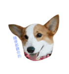 Corgi DoDo Cute emoticons（個別スタンプ：40）