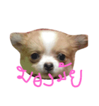 dekchaiLeo（個別スタンプ：1）