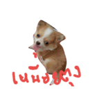 dekchaiLeo（個別スタンプ：3）