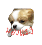 dekchaiLeo（個別スタンプ：4）