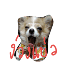 dekchaiLeo（個別スタンプ：5）