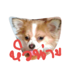 dekchaiLeo（個別スタンプ：8）