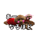 toy poodle with k and m（個別スタンプ：1）