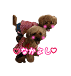 toy poodle with k and m（個別スタンプ：2）
