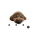 toy poodle with k and m（個別スタンプ：3）