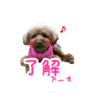toy poodle with k and m（個別スタンプ：4）
