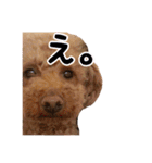 toy poodle with k and m（個別スタンプ：5）