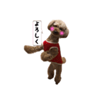 toy poodle with k and m（個別スタンプ：6）