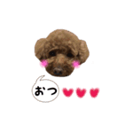 toy poodle with k and m（個別スタンプ：7）