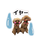 toy poodle with k and m（個別スタンプ：8）
