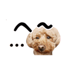 toy poodle with k and m（個別スタンプ：9）