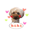 toy poodle with k and m（個別スタンプ：10）