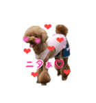 toy poodle with k and m（個別スタンプ：11）